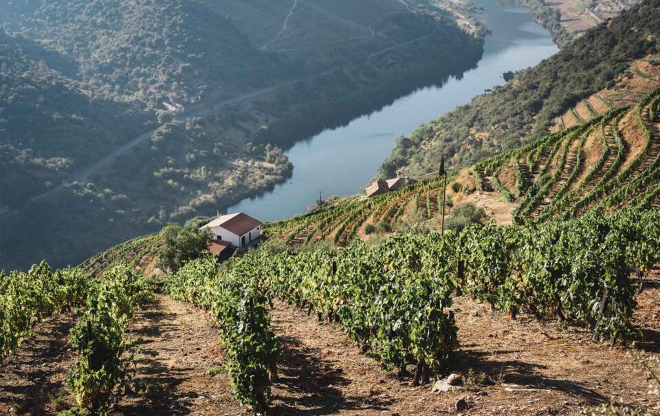 consultoria Actus agro