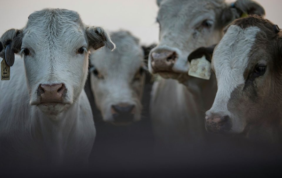 apoio para novos produtores pecuários