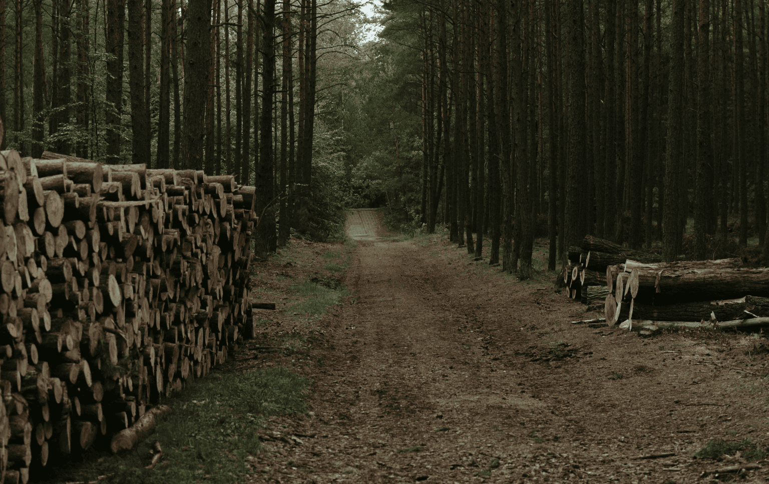 Apoio para o setor florestal