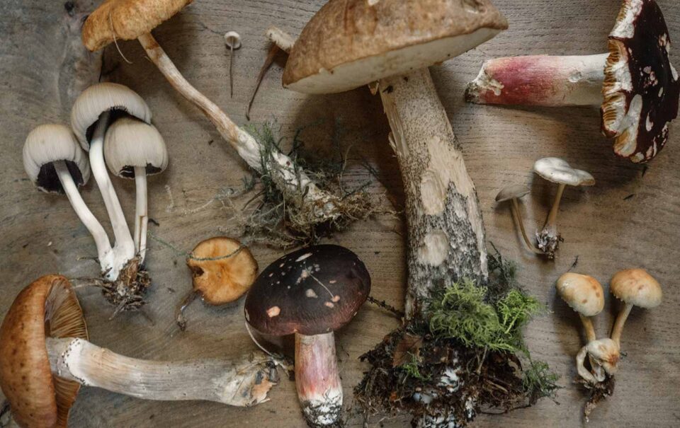 Fungi4Health