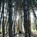 inovação na floresta portuguesa