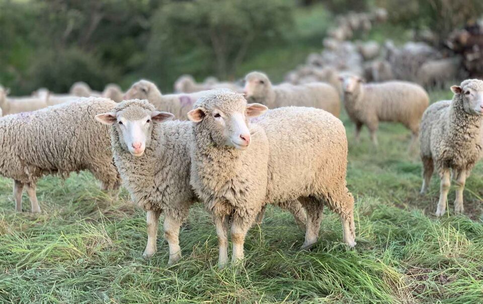 Lând - Wool