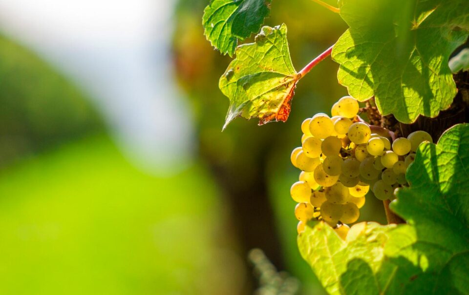 VITIS