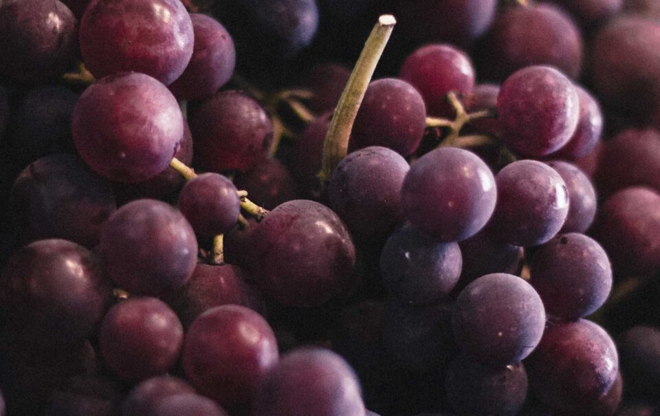 wine future