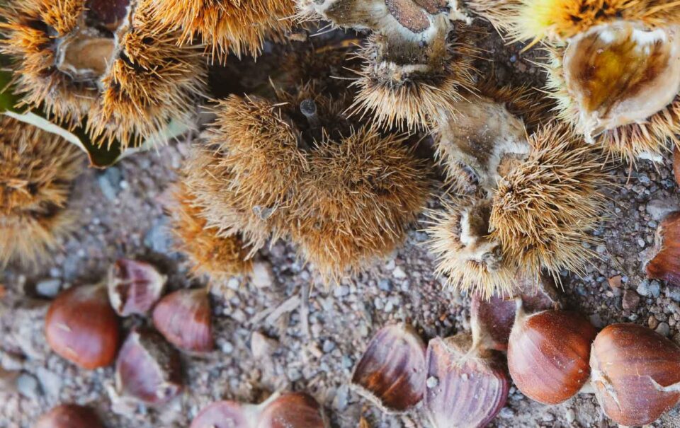 castanha