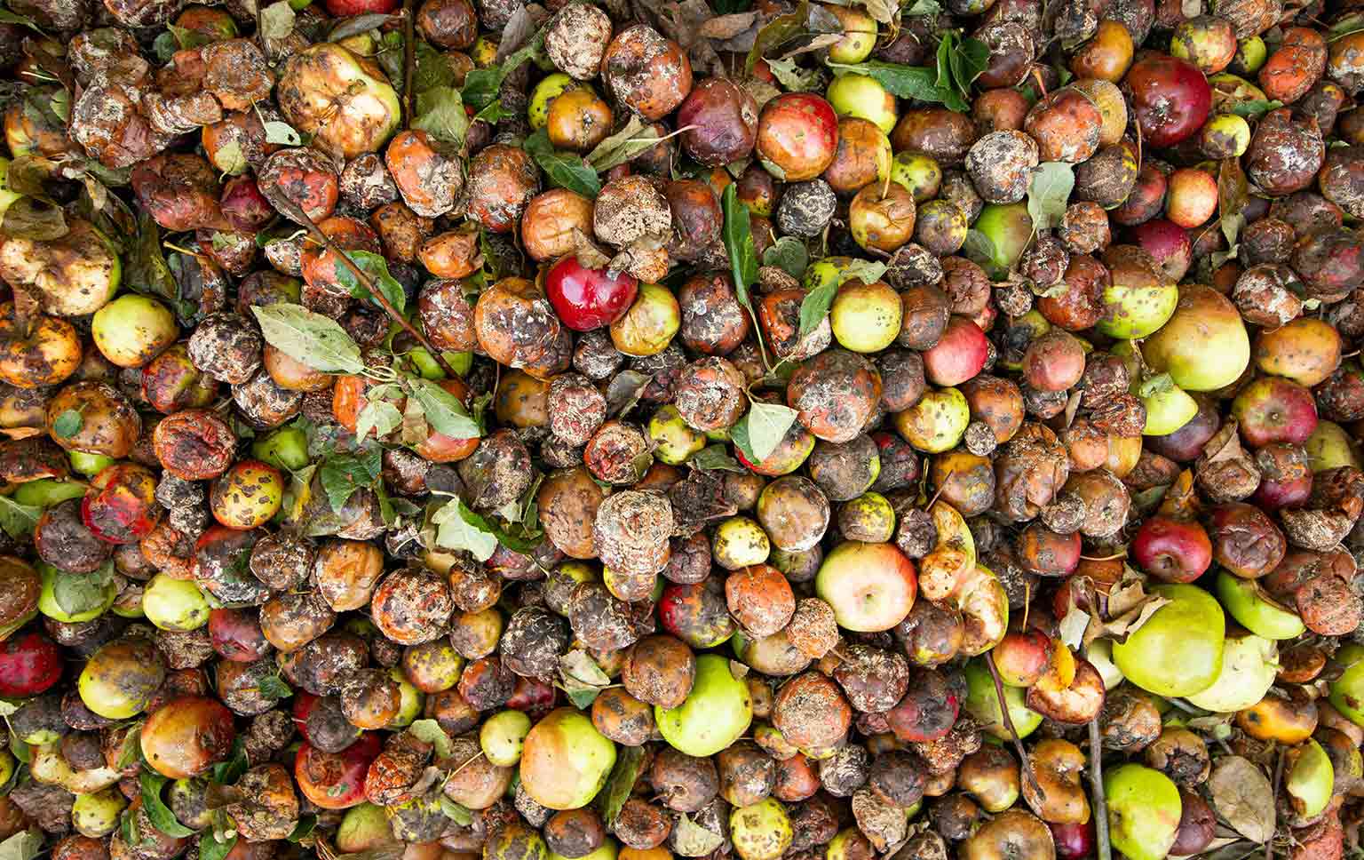 desperdício alimentar doméstico