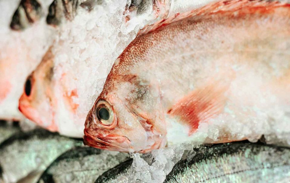 desperdício de pescado