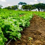 "dívida" agroalimentar portuguesa