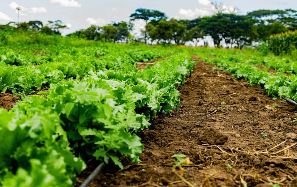 "dívida" agroalimentar portuguesa