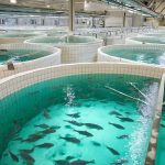 economia circular no pescado