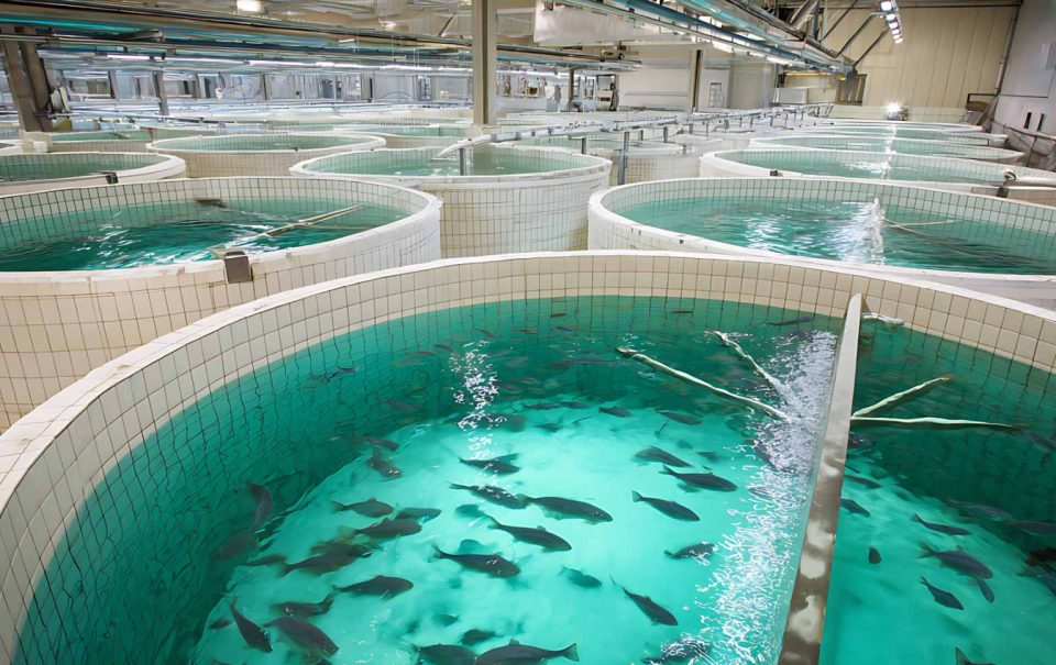 economia circular no pescado