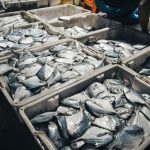 indústria de processamento de pescado