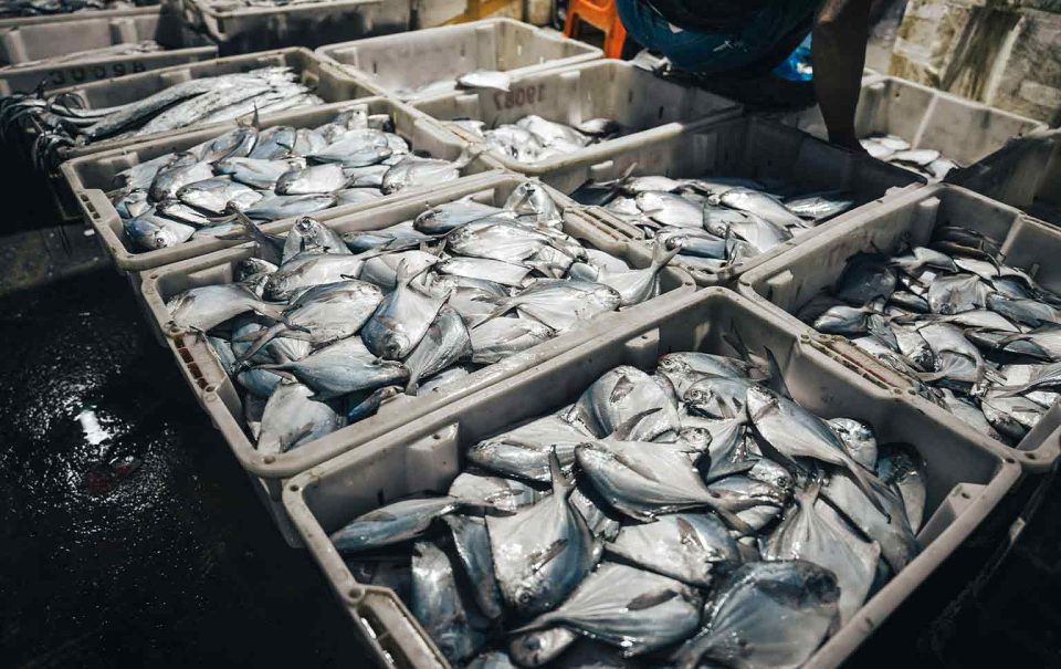 indústria de processamento de pescado