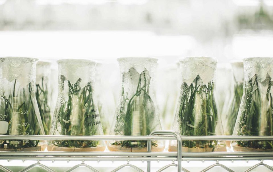 Inovação alimentar em Portugal