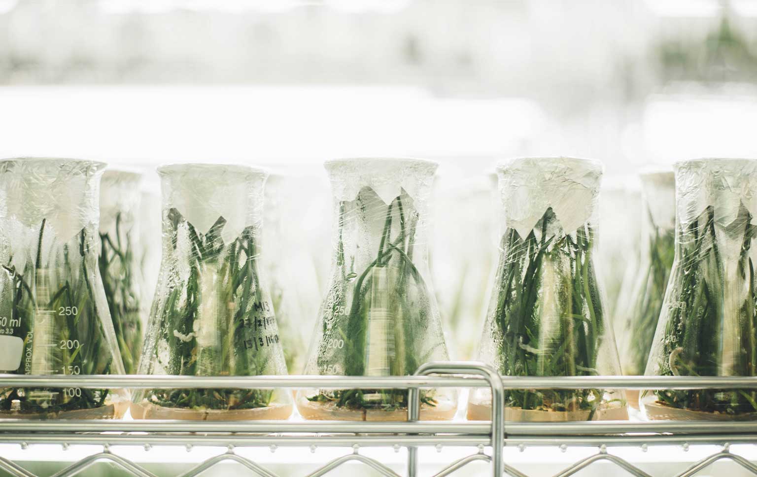 Inovação alimentar em Portugal