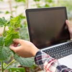 marketing na agricultura
