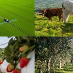 modernização agrícola PEPAC