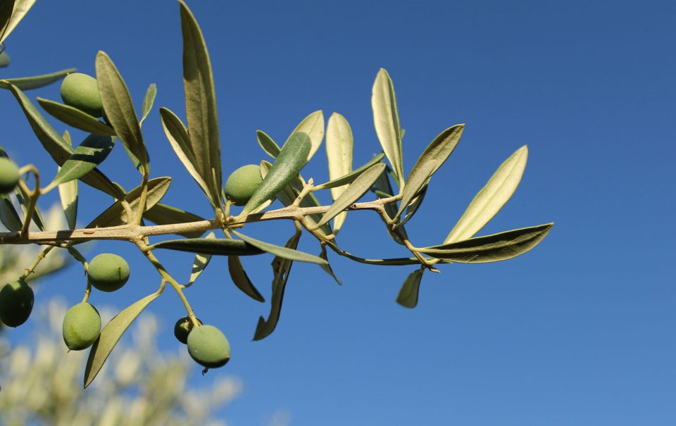 olivicultura de precisão