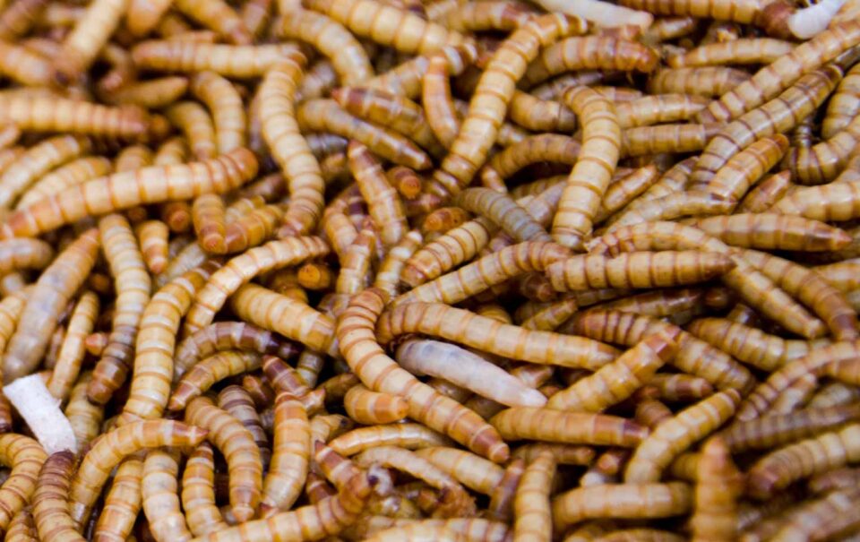 produção bioindustrial de insetos