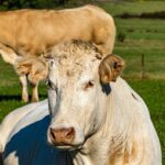 produção de carne bovina