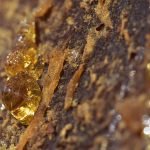 produção de resina em Portugal