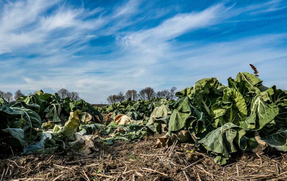 resíduos agrícolas