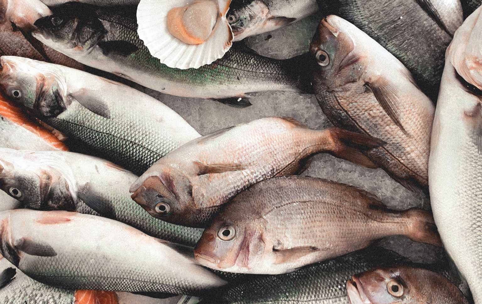 valorização de resíduos do peixe