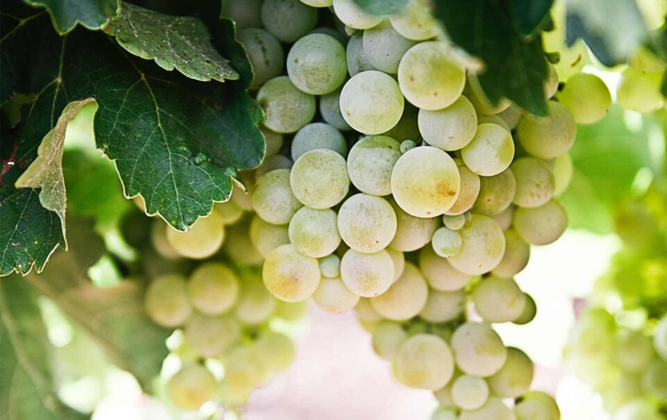vinho verde